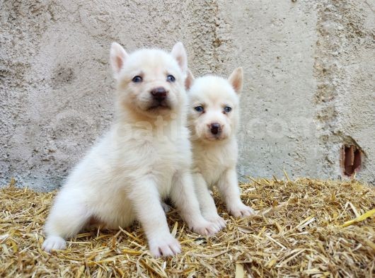 Kar Beyazı Mavi Göz Husky Yavrularımız görsel