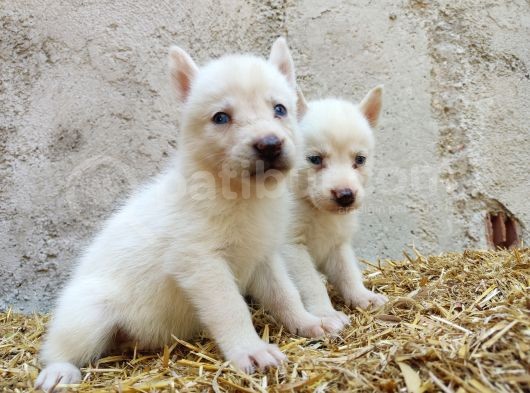 Kar Beyazı Mavi Göz Husky Yavrularımız görsel