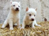 Kar Beyazı Mavi Göz Husky Yavrularımız