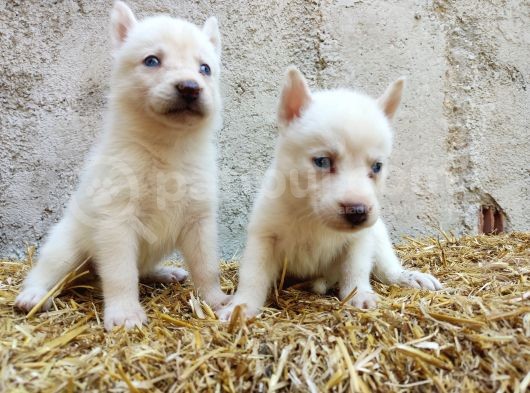 Kar Beyazı Mavi Göz Husky Yavrularımız görsel