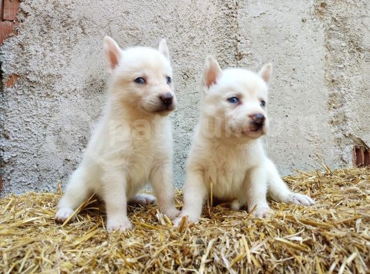 Kar Beyazı Mavi Göz Husky Yavrularımız