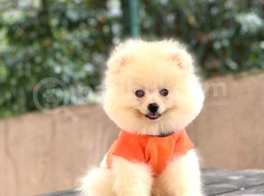 Pomeranian Boo Teddy Face Erkek Yavrumuz