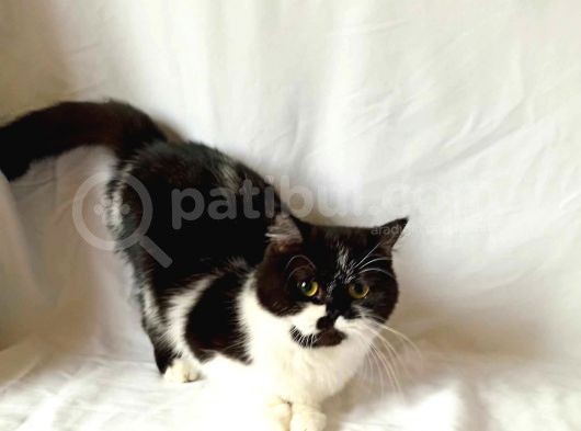 British Sorthair Bicolor White Black -Ücretsiz Sahiplendirme