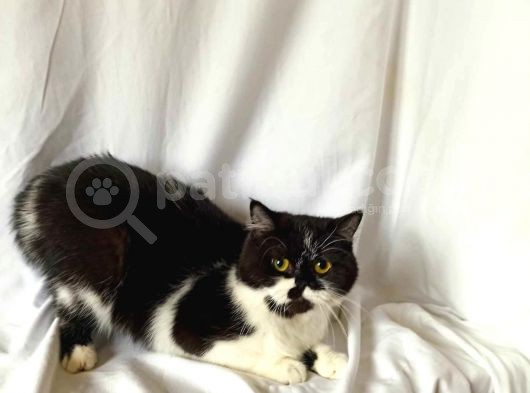 British Sorthair Bicolor White Black -Ücretsiz Sahiplendirme görsel