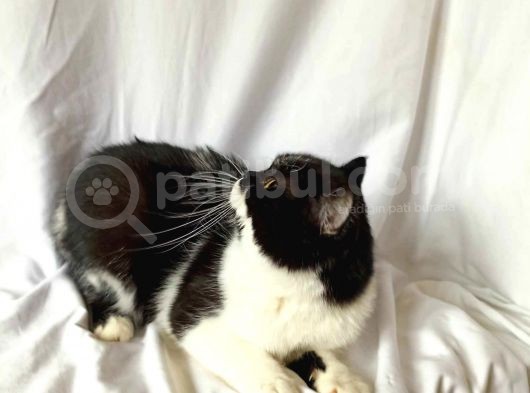 British Sorthair Bicolor White Black -Ücretsiz Sahiplendirme görsel