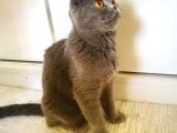 scottish fold blue -ÜCRETSİZ AÇIKLAMAYI OKUYUN