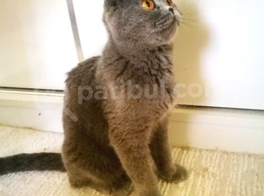 Scottish Fold Blue -Ücretsi̇z Açiklamayi Okuyun