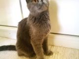 Scottish Fold Blue -Ücretsi̇z Açiklamayi Okuyun