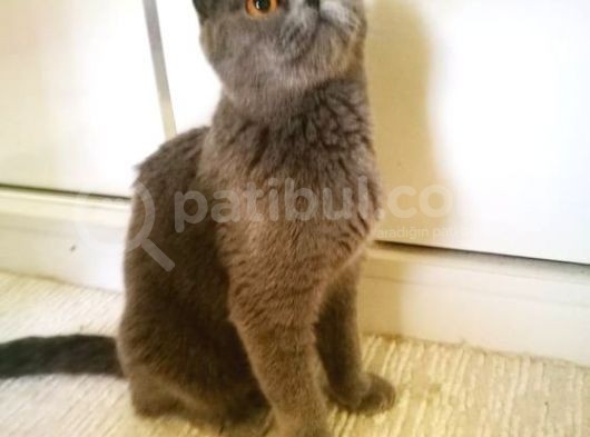 Scottish Fold Blue -Ücretsi̇z Açiklamayi Okuyun görsel