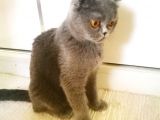 Scottish Fold Blue -Ücretsi̇z Açiklamayi Okuyun