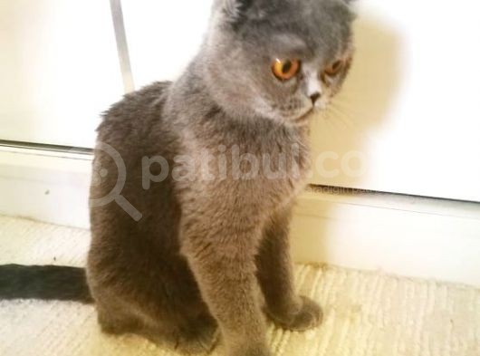 Scottish Fold Blue -Ücretsi̇z Açiklamayi Okuyun görsel