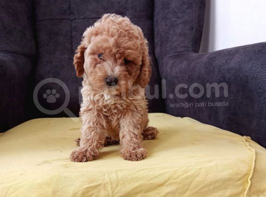 Malti̇po Ci̇nsi̇ 
