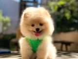 0-3 Aylık Yavru Pomeranian