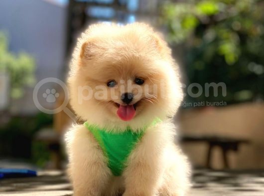 0-3 Aylık Yavru Pomeranian