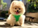 0-3 Aylık Yavru Pomeranian