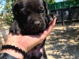 Üst kalite siyah Cane corso yavrular
