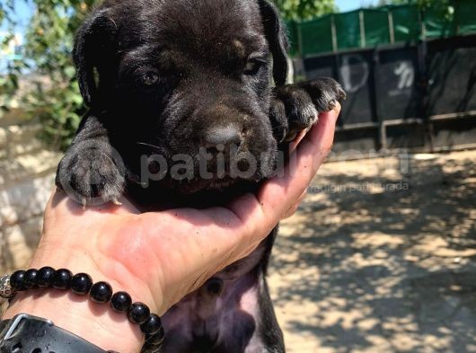 Üst kalite siyah Cane corso yavrular