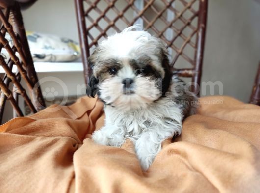 Mini Boy Shih Tzu Yavrularımız görsel