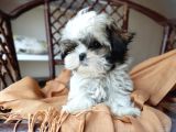 Mini Boy Shih Tzu Yavrularımız
