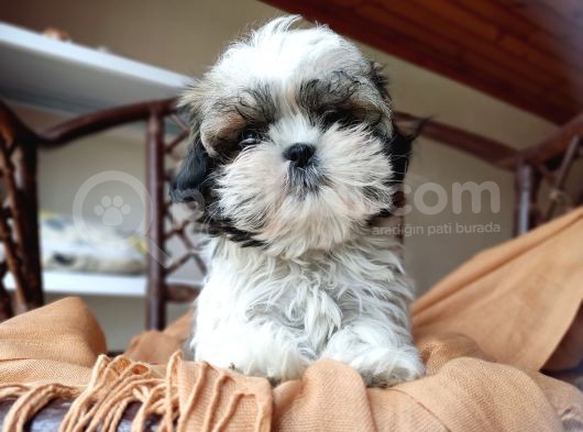 Mini Boy Shih Tzu Yavrularımız