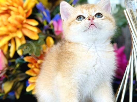Show Kalite British Shorthair Golden görsel