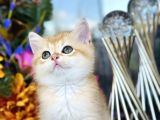 Show Kalite British Shorthair Golden