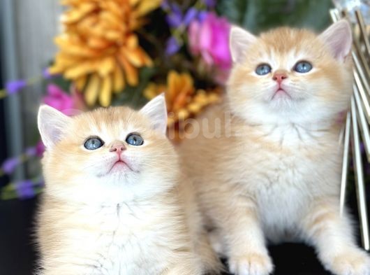 Show Kalite British Shorthair Golden
