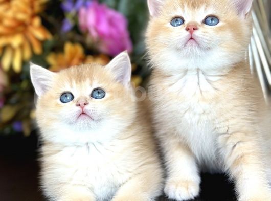 Show Kalite British Shorthair Golden görsel