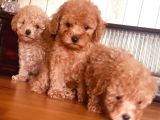 Safkan Toypoodle