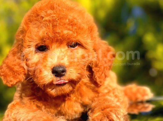 Red Toy Poodle Erkek görsel