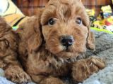 A Scr Muhteşem Toy Poodle  Yavrularimiz