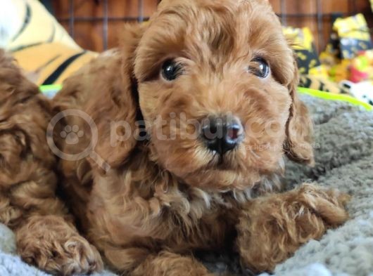 A Scr Muhteşem Toy Poodle  Yavrularimiz görsel