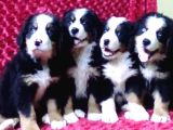 Kali̇te Bi̇zi̇m İşi̇mi̇z Bernese Mountai̇n Dog