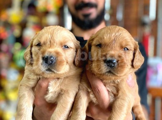 Bebek Yüzlü Golden A Kali̇te Irk görsel