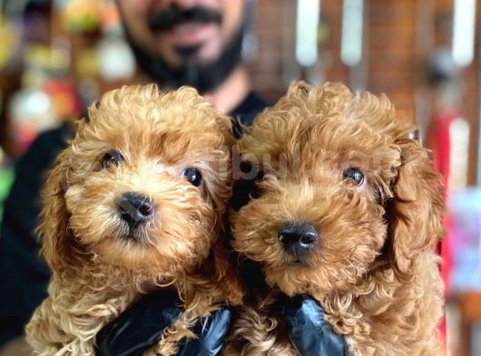 A Scr Muhteşem Toy Poodle  Yavrularimiz