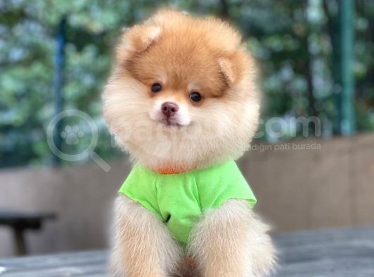 Çift Renk Pomeranian Oğlum Carlos görsel