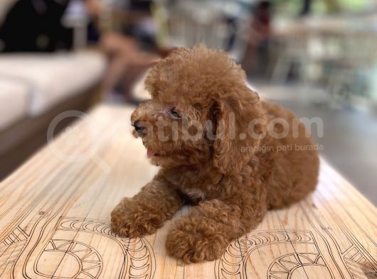 Mini Boy Toy Poodle Oglumuz görsel