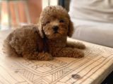 Mini Boy Toy Poodle Oglumuz