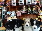 Dunyani̇n En Zeki̇ Irki Border Collie
