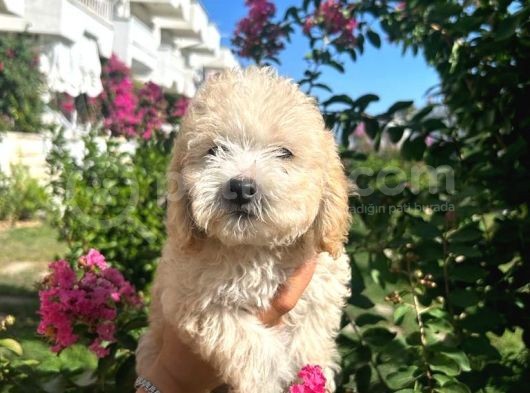 Orjinal Maltipoo Bebeklerimiz