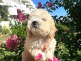 Orjinal Maltipoo Bebeklerimiz