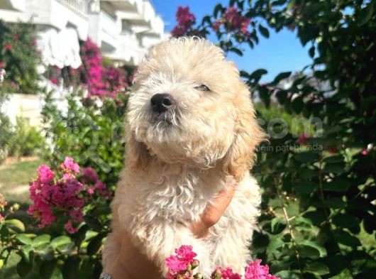 Orjinal Maltipoo Bebeklerimiz görsel