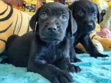 Safkan Si̇yah Ve Çi̇kolata Labrador Yavrularimiz