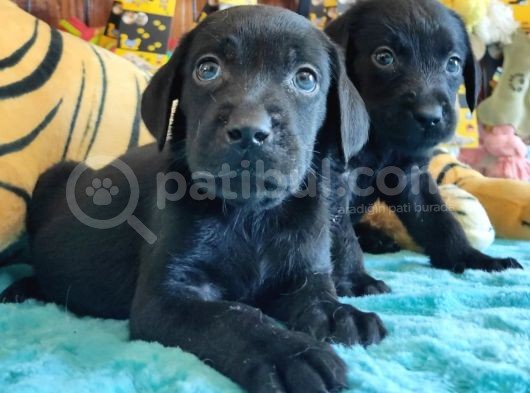Safkan Si̇yah Ve Çi̇kolata Labrador Yavrularimiz görsel