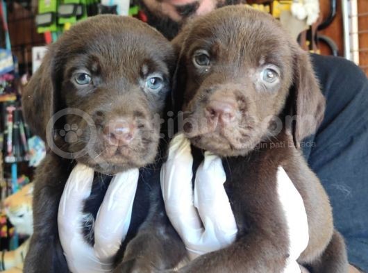 Safkan Si̇yah Ve Çi̇kolata Labrador Yavrularimiz görsel