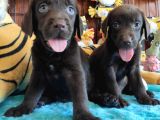 Safkan Si̇yah Ve Çi̇kolata Labrador Yavrularimiz