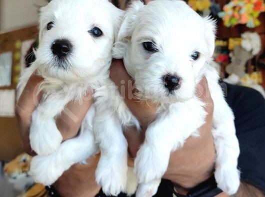 Bembeyaz Maltese Terri̇er 0 Numara