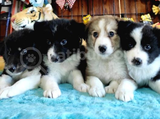 Dunyani̇n En Zeki̇ Irki Border Collie görsel