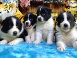 Dunyani̇n En Zeki̇ Irki Border Collie