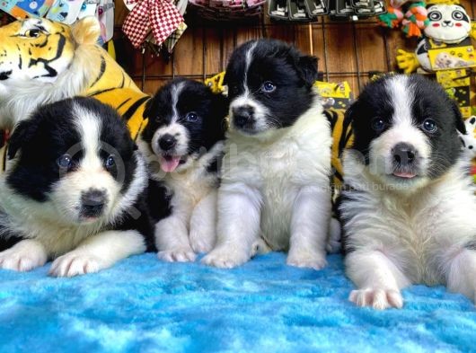 Dunyani̇n En Zeki̇ Irki Border Collie görsel